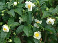 Organic Camellia Oil (Camellia oleifera)