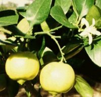 Organic Bergamot Essential Oil (Citrus bergamia)
