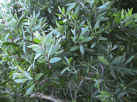 Organic Cajeput Essential Oil (Melaleuca leucadendron)