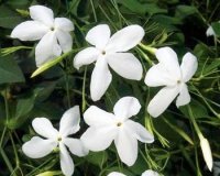 Organic Jasmine Extract (Jasminum grandiflorum)