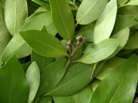 Organic Laurel Leaf (Bay) Essential Oil (Laurus nobilis)