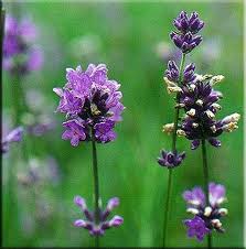 Organic Lavender High Altitude Essential Oil (Lavandula angustifolia)