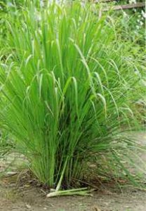 Organic Lemongrass Essential Oil (Cymbopogon citratus/flexuosus)