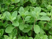 Organic Sweet Marjoram Essential Oil (Origanum majorana)