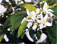 Organic Neroli Essential Oil 5% Blend (Citrus aurantium var. amara/helianthus annuus)