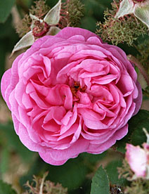 Organic Non-Certified Rose Absolute (Rosa damascena)