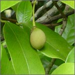 Organic Nutmeg Essential Oil (Myristica fragrans)