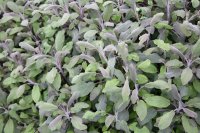 Organic Common Sage Essential Oil (Salvia officinalis)