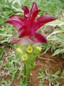 Organic Turmeric Essential Oil (Curcuma longa)