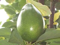 Organic Avocado Oil (Persea gratissima)