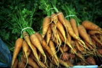 Organic Carrot Base Oil (Daucus carota sativa/sesamum indicum)