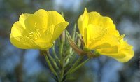 Organic Evening Primrose Oil (Oenothera biennis)
