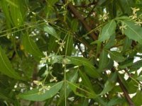 Organic Neem Oil (Azadirachta indica)