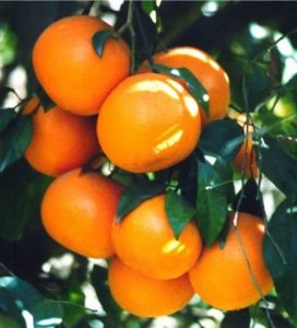 Organic Red Mandarin Essential Oil (Citrus reticulata) 