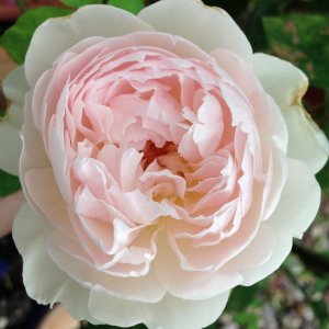 Organic Cream Making workshop