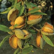 Organic Apricot Kernel Oil (Prunus armeniaca)