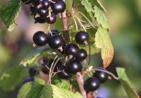 Organic Blackcurrant Seed Oil (Ribes nigrum)