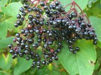 Organic Elderberry Seed Oil (Sambucus nigra)