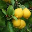 Organic Lemon Kernel Oil (Citrus limon)