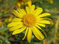 Organic Arnica Oil (Arnica montana/Olea europaea)