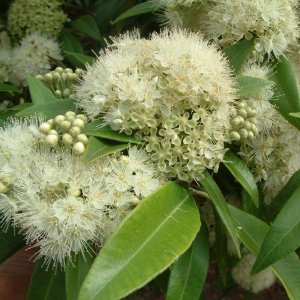 Organic Lemon Myrtle Essential Oil (Backhousia citriodora)