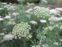 Organic Khella Essential Oil (Ammi visnaga)