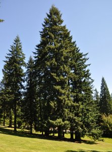 Organic Douglas Fir Essential Oil (Pseudotsuga menziesii)