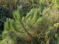 Organic Maritime Pine Needle Essential Oil (Pinus pinaster)