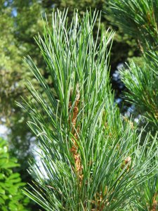Organic Swiss Pine Needle Essential Oil (Pinus cembra)