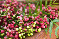 Organic Brazilian Pink Pepper Essential Oil (Schinus terebinthifolia)