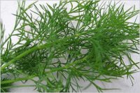 *NEW* Organic Dill Leaf Essential Oil (Anethum graveolens)