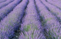 Organic Lavender Maillette Essential Oil (Lavandula angustifolia)