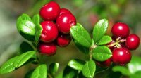 Organic Cranberry Seed Oil (Vaccinium macrocarpon)