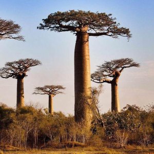 Organic Baobab Seed Oil (Adansonia digitata)