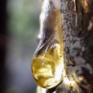Wild Grown Elemi Essential Oil (Canarium luzonicum)