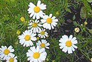 Organic Roman Chamomile Essential Oil Water