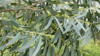 Organic Eucalyptus Radiata Essential Oil (Eucalyptus radiata)