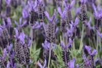 Organic Lavender Stoechas Essential Oil (Lavandula stoechas)
