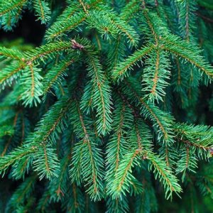 Organic Balsam Fir Essential Oil (Abies balsamea)