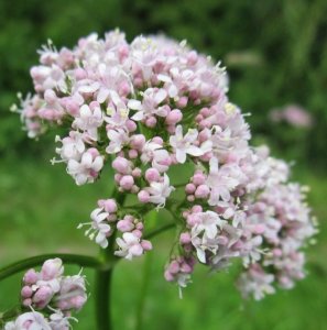 Organic Valerian Essential Oil (Valeriana officinalis)