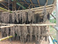 Organic Patchouli Essential Oil (Pogostemon cablin)