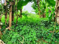 Organic Patchouli Essential Oil (Pogostemon cablin)