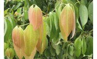Organic Cinnamon Leaf Essential Oil (Cinnamomum zeylanicum)